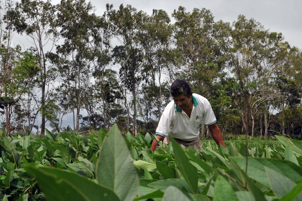 Soy bean field in Santa Cuz, Bolivia