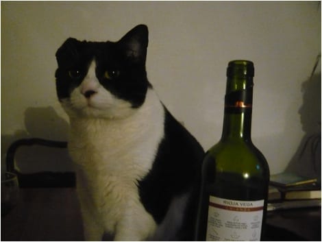 [Cat with Wine]